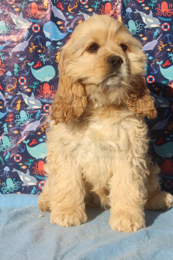 of caniland's dream - Chiots disponibles - American Cocker Spaniel