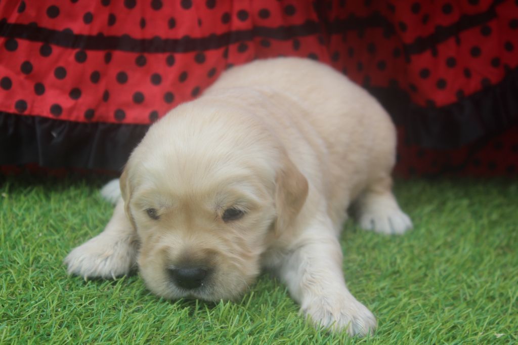 of caniland's dream - Chiots disponibles - Golden Retriever