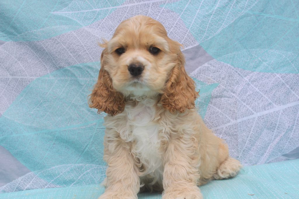 of caniland's dream - Chiots disponibles - American Cocker Spaniel