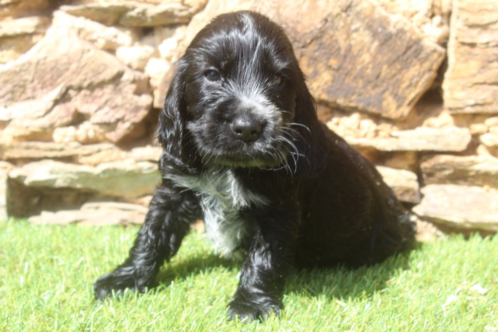 of caniland's dream - Chiots disponibles - Cocker Spaniel Anglais
