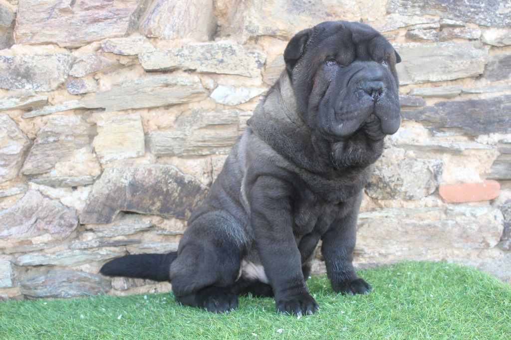 of caniland's dream - Chiots disponibles - Shar Pei