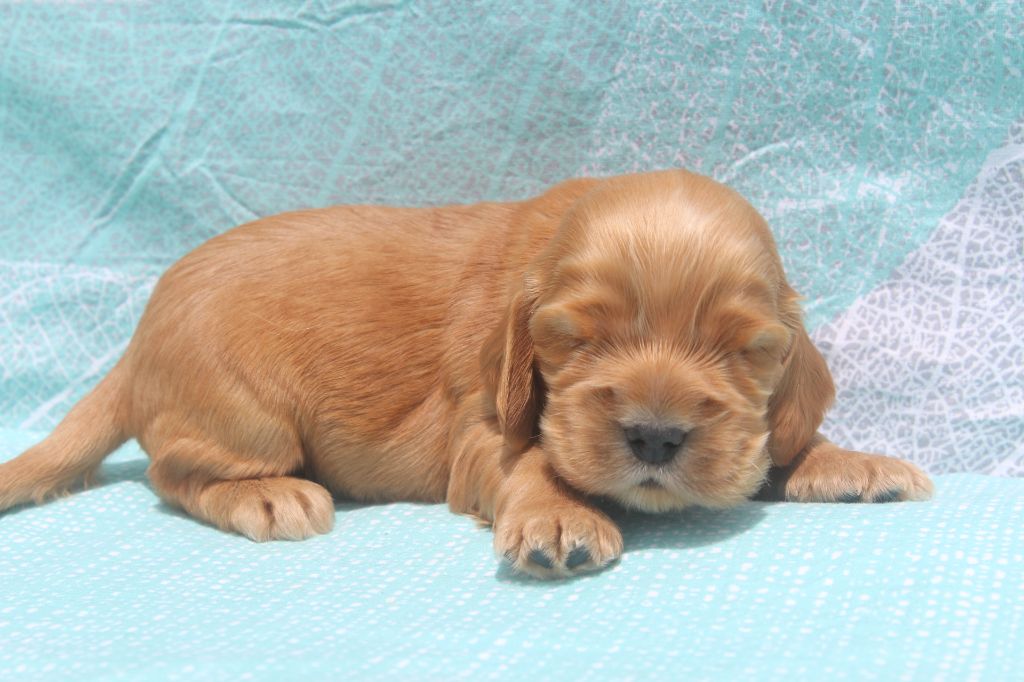 of caniland's dream - Chiots disponibles - Cocker Spaniel Anglais
