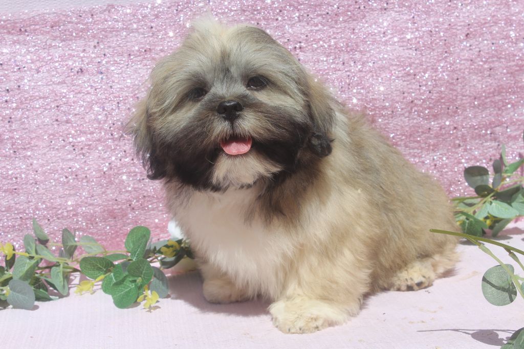 of caniland's dream - Chiots disponibles - Lhassa Apso