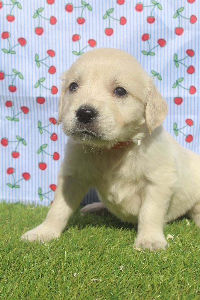 of caniland's dream - Chiots disponibles - Golden Retriever