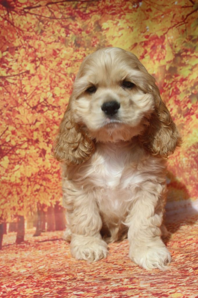 of caniland's dream - Chiots disponibles - American Cocker Spaniel