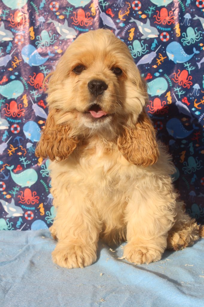 of caniland's dream - Chiots disponibles - American Cocker Spaniel
