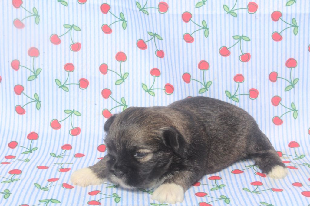 of caniland's dream - Chiots disponibles - Lhassa Apso