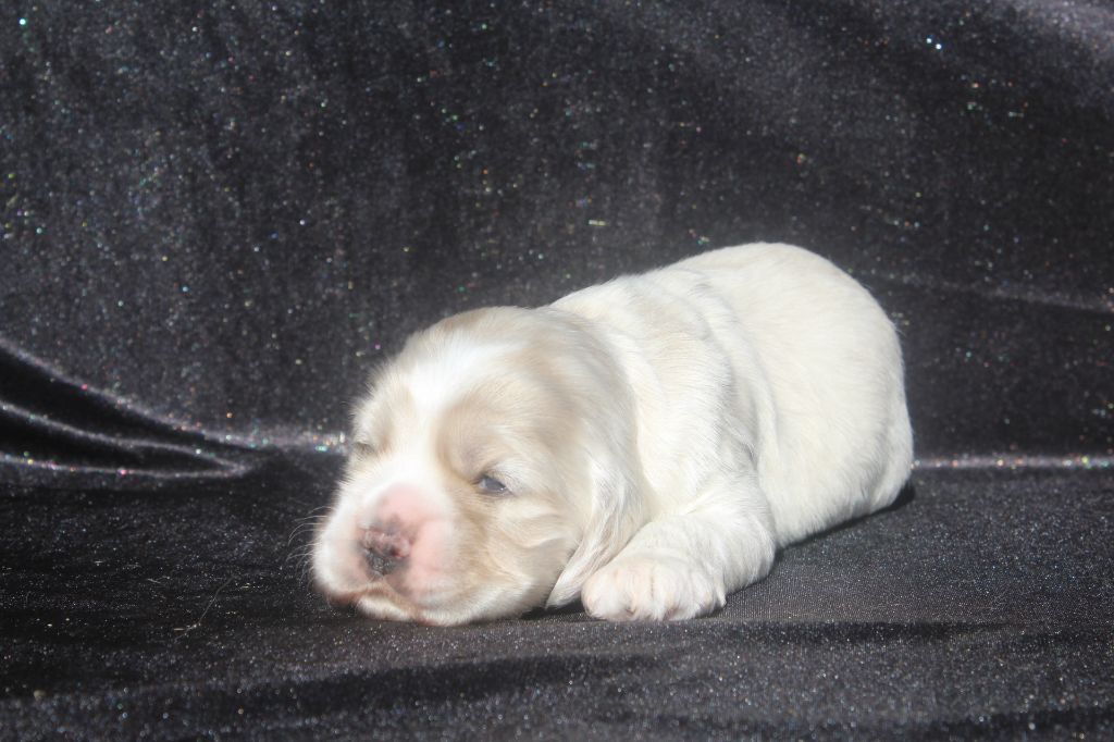 of caniland's dream - Chiots disponibles - American Cocker Spaniel