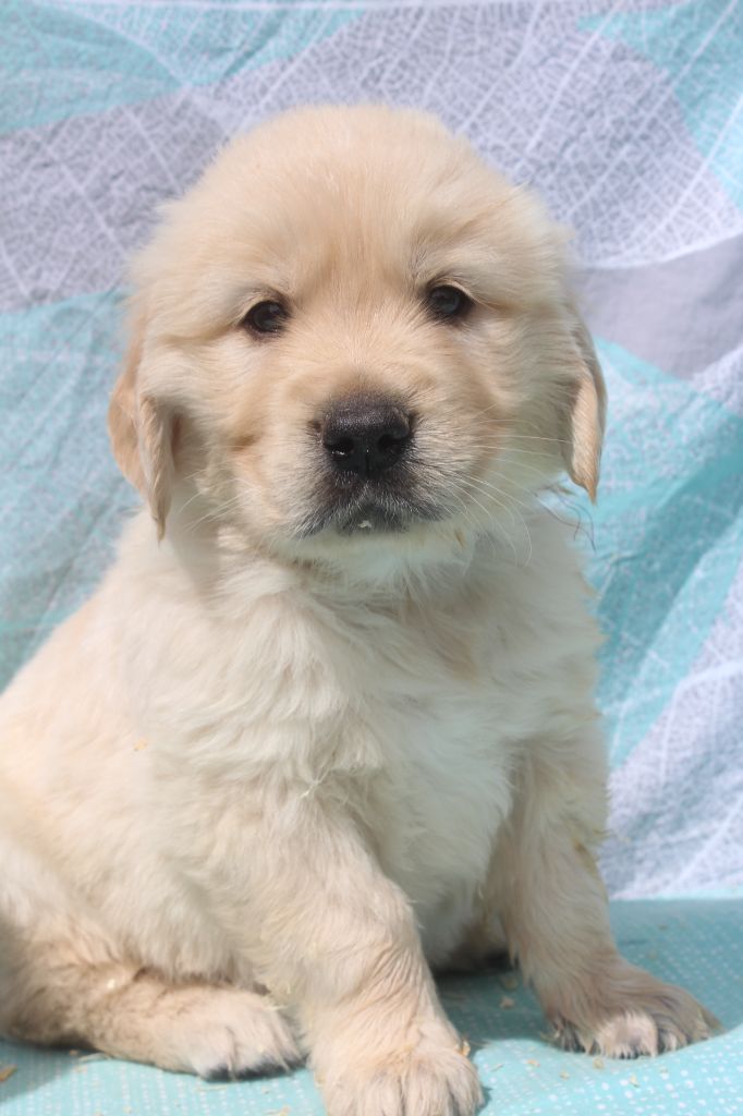 of caniland's dream - Chiots disponibles - Golden Retriever