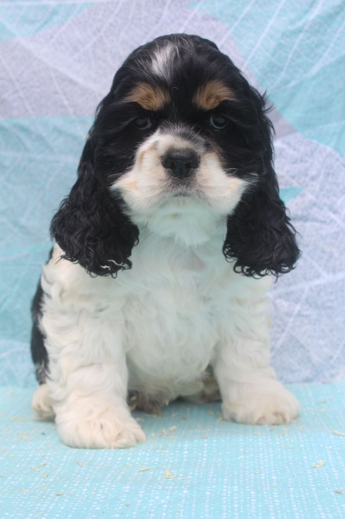 of caniland's dream - Chiots disponibles - American Cocker Spaniel