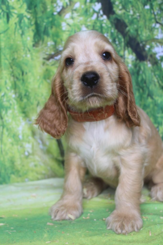 of caniland's dream - Chiots disponibles - Cocker Spaniel Anglais