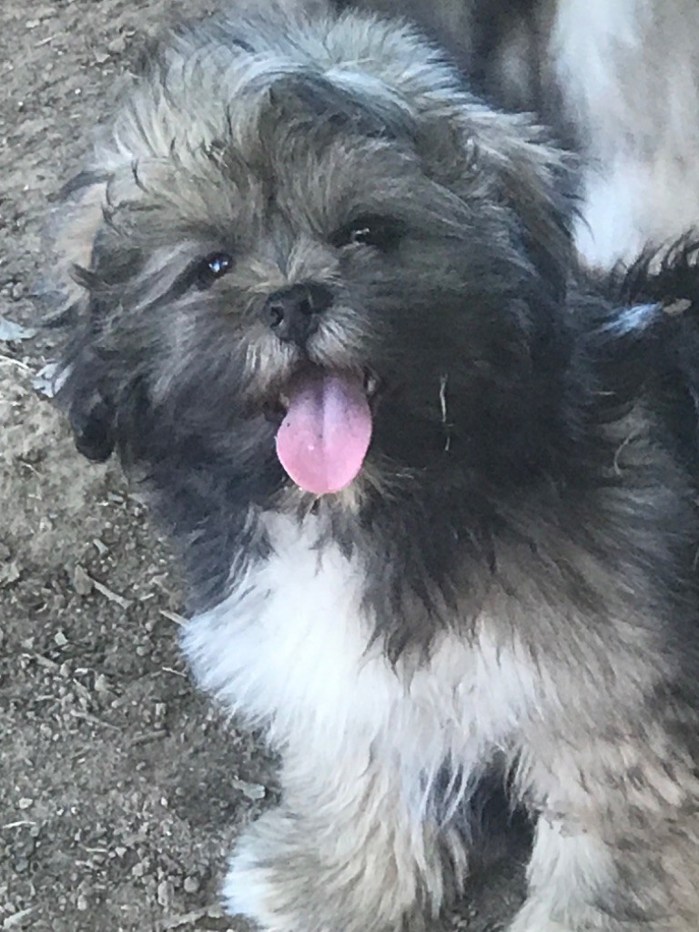 of caniland's dream - Chiots disponibles - Lhassa Apso
