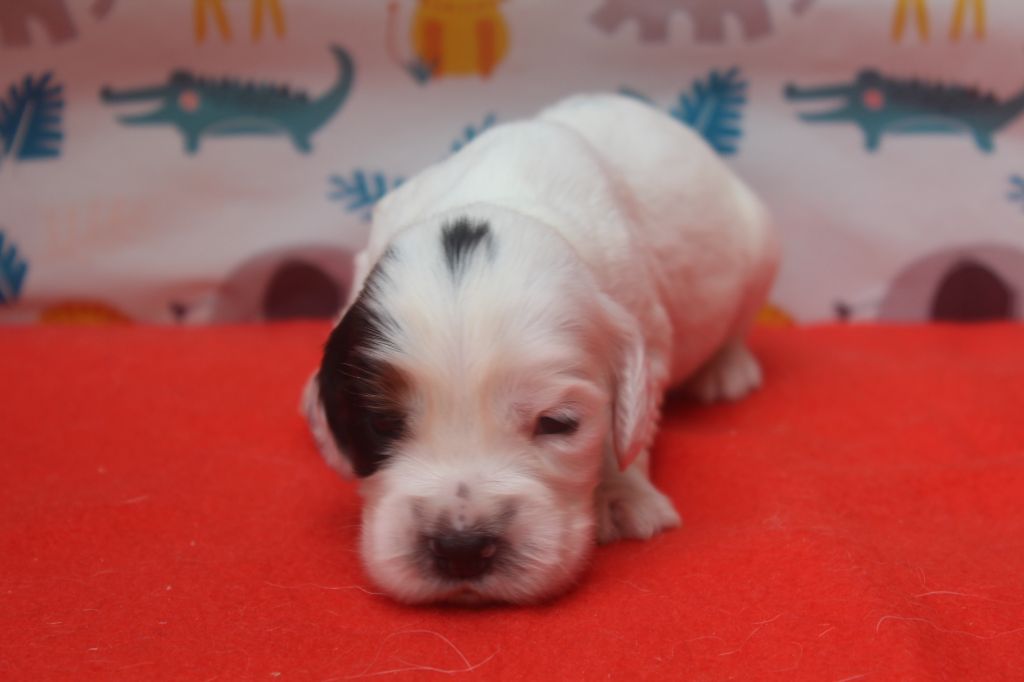 of caniland's dream - Chiots disponibles - Cocker Spaniel Anglais