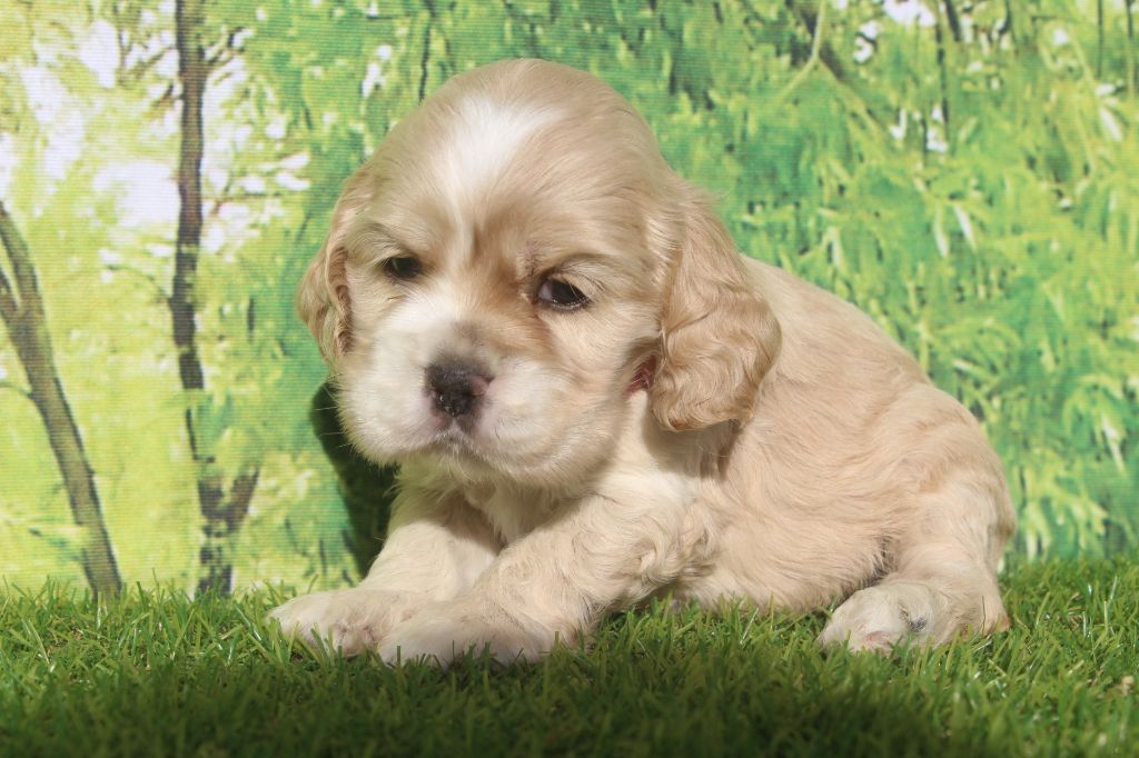 of caniland's dream - Chiots disponibles - American Cocker Spaniel