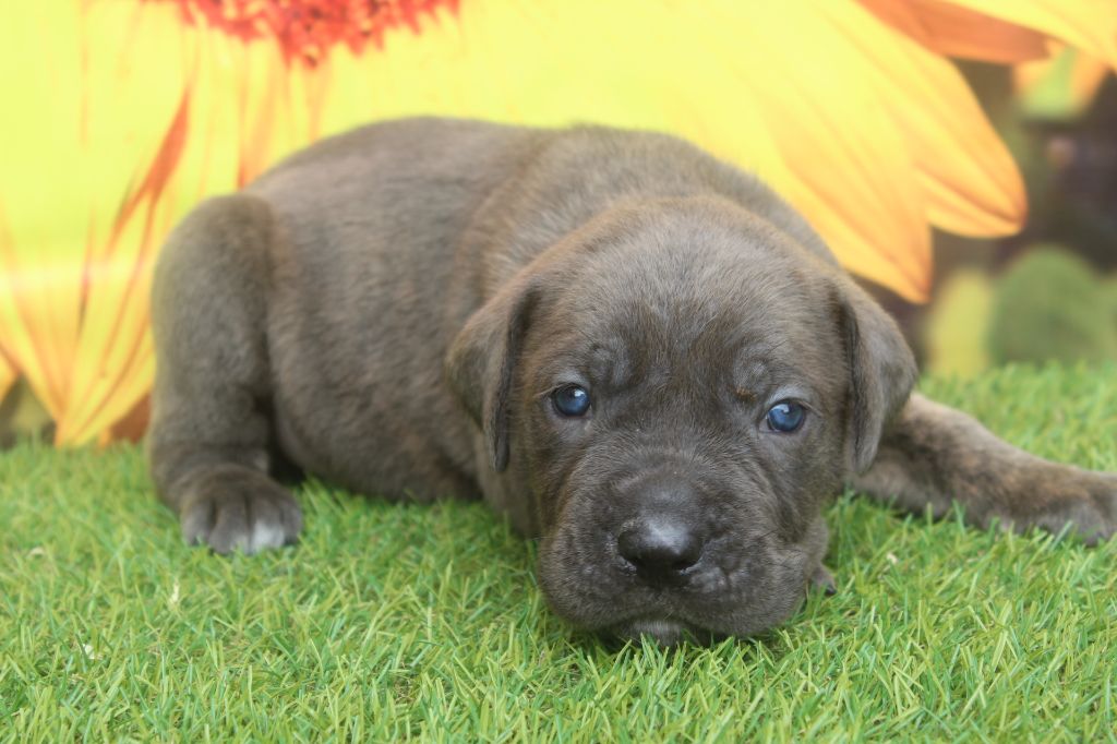 of caniland's dream - Chiots disponibles - Cane Corso