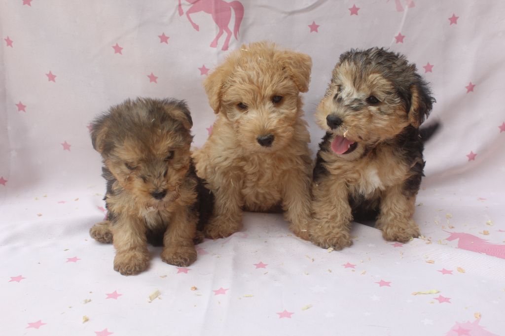 of caniland's dream - Lakeland Terrier - Portée née le 01/07/2025