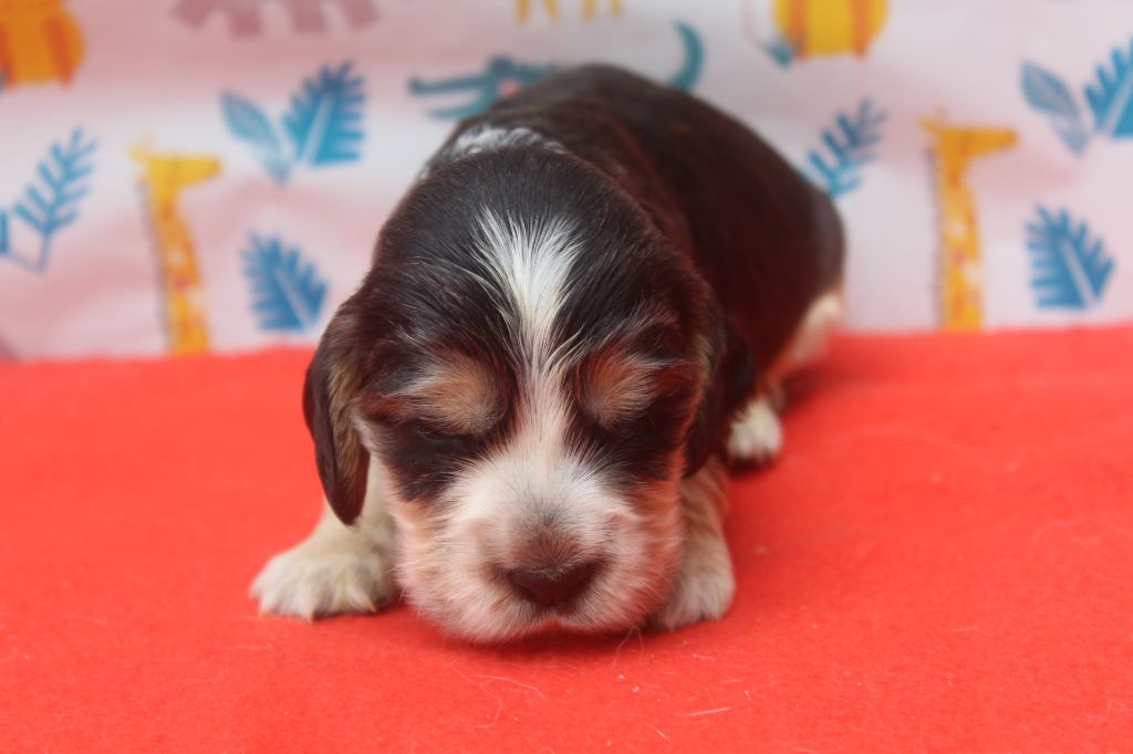 of caniland's dream - Chiots disponibles - Cocker Spaniel Anglais