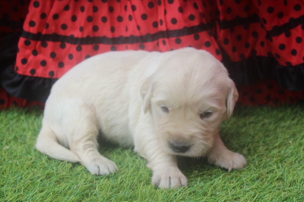 of caniland's dream - Chiots disponibles - Golden Retriever