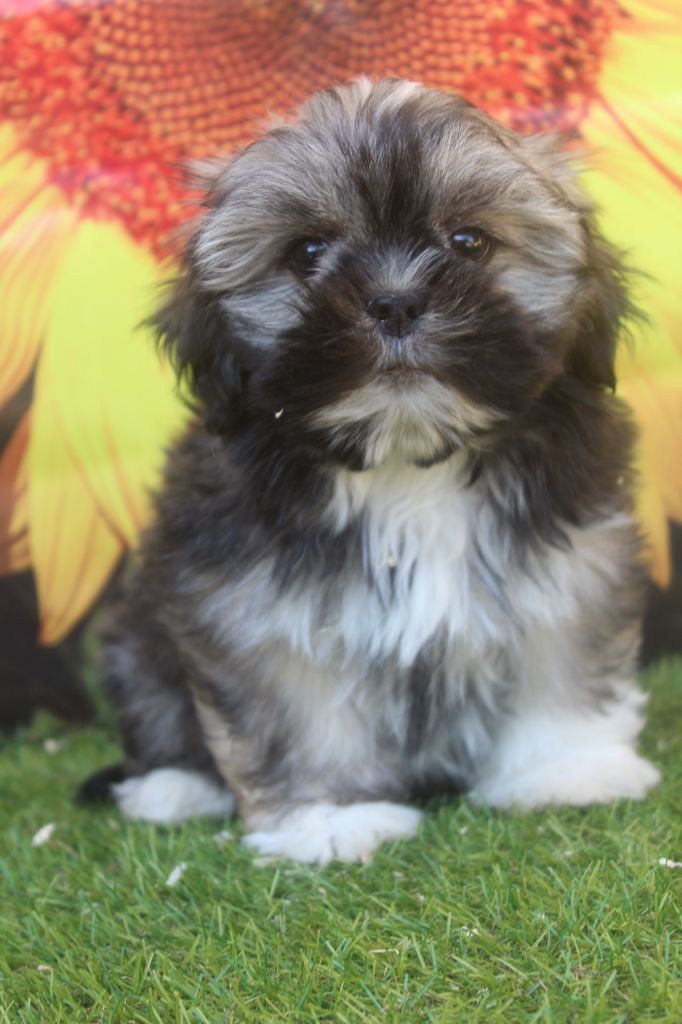of caniland's dream - Chiots disponibles - Lhassa Apso