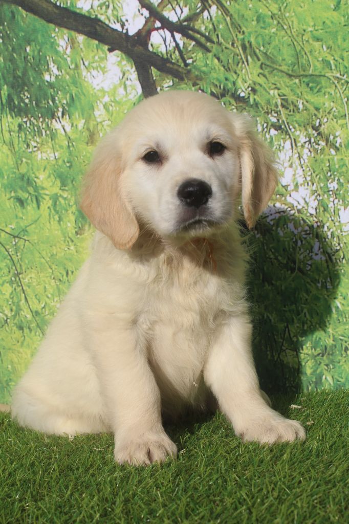 of caniland's dream - Chiots disponibles - Golden Retriever