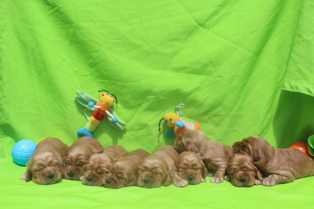 Chiot Cocker Spaniel Anglais of caniland's dream