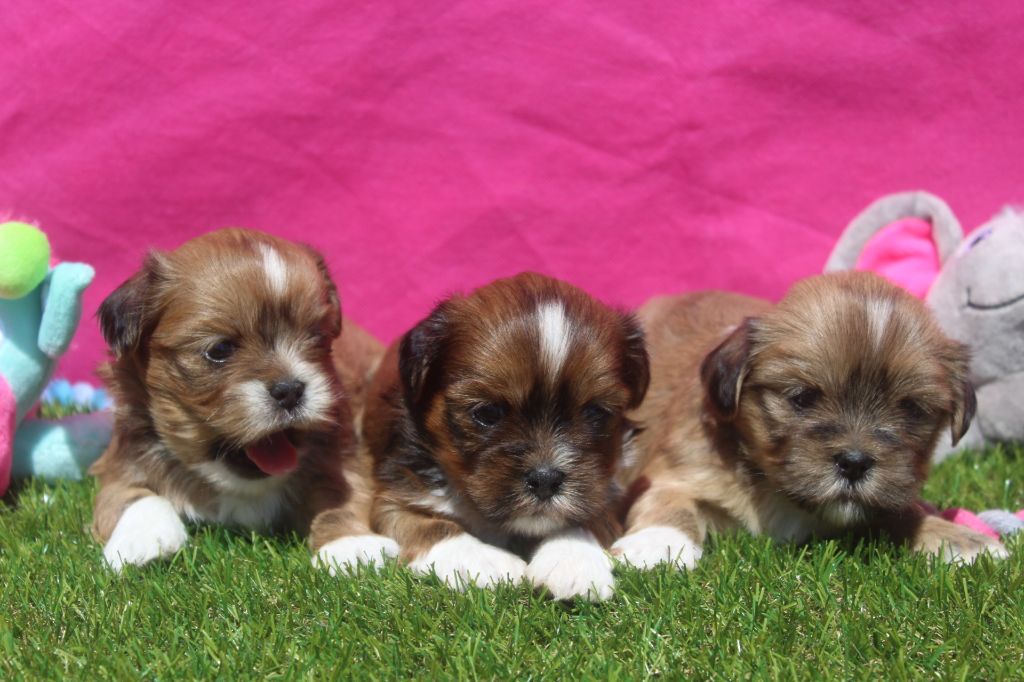 Chiot Lhassa Apso of caniland's dream