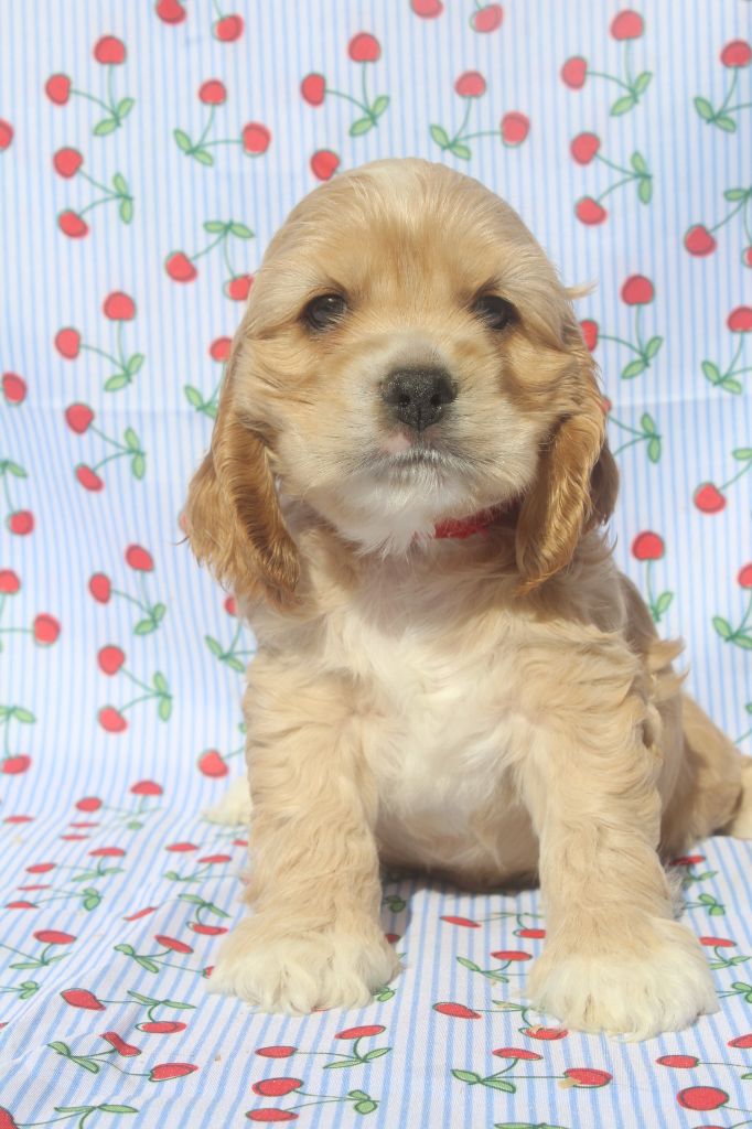 of caniland's dream - Chiots disponibles - American Cocker Spaniel