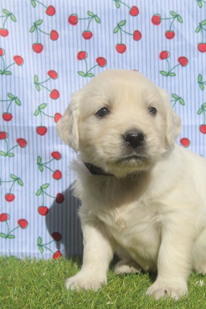 of caniland's dream - Chiots disponibles - Golden Retriever