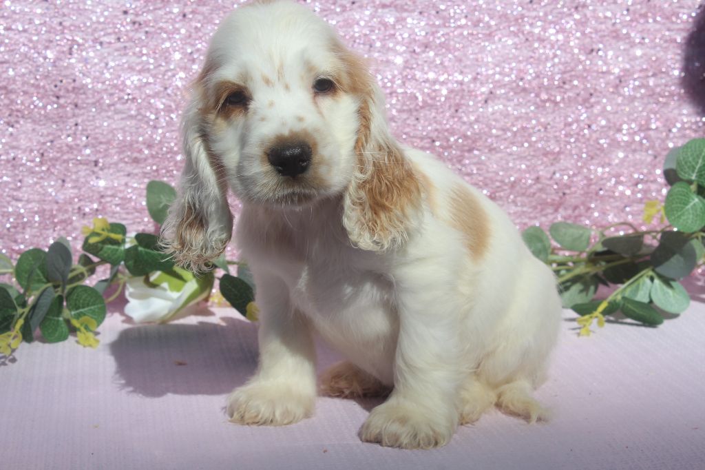 of caniland's dream - Chiots disponibles - Cocker Spaniel Anglais