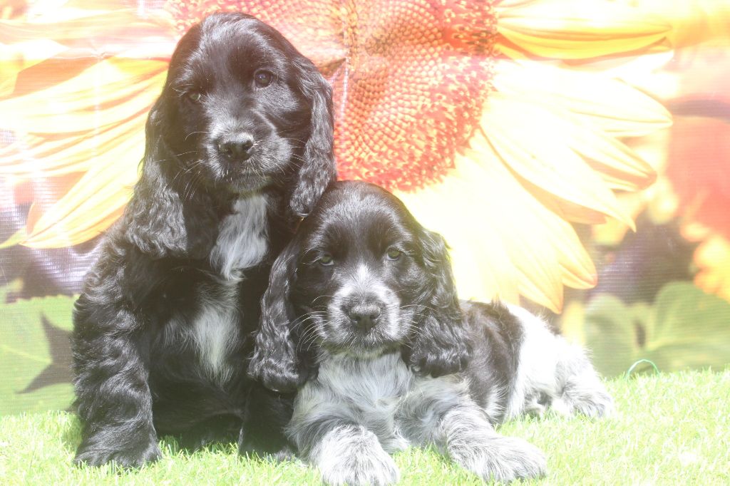 Chiot Cocker Spaniel Anglais of caniland's dream