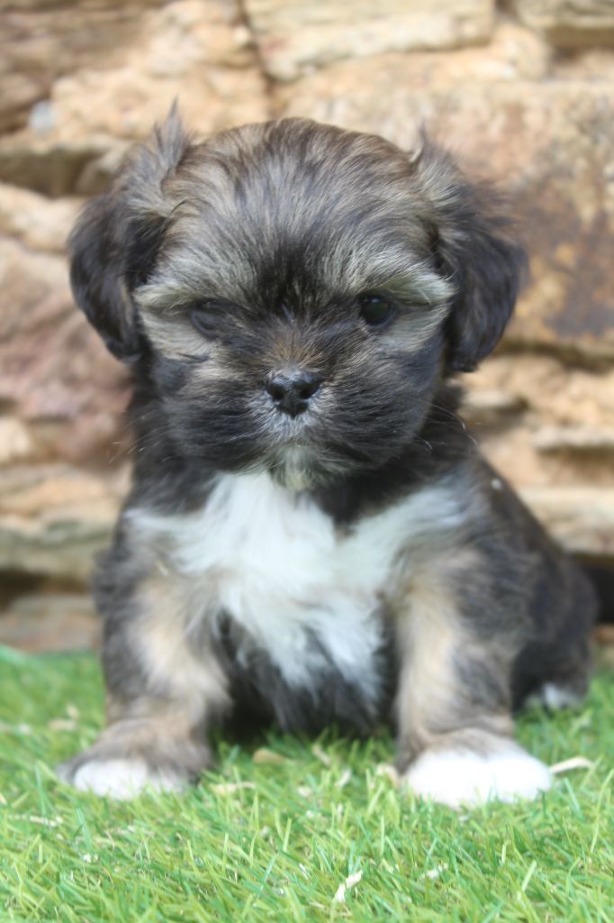 of caniland's dream - Chiots disponibles - Lhassa Apso