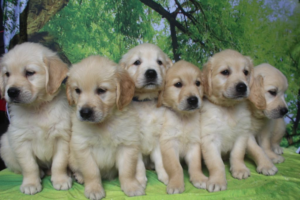 of caniland's dream - Golden Retriever - Portée née le 19/05/2025
