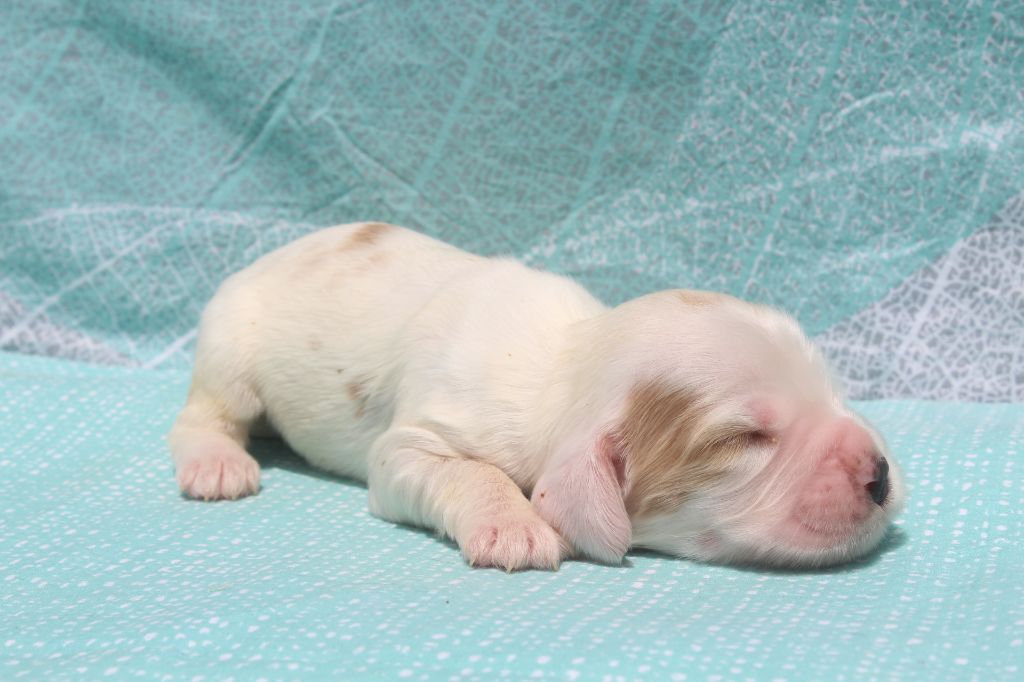 of caniland's dream - Chiots disponibles - Cocker Spaniel Anglais