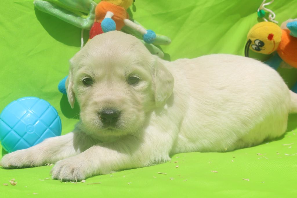 of caniland's dream - Chiots disponibles - Golden Retriever