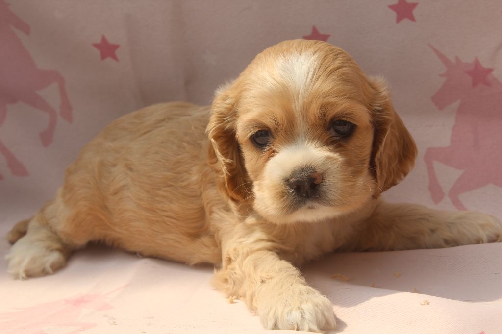of caniland's dream - Chiots disponibles - American Cocker Spaniel