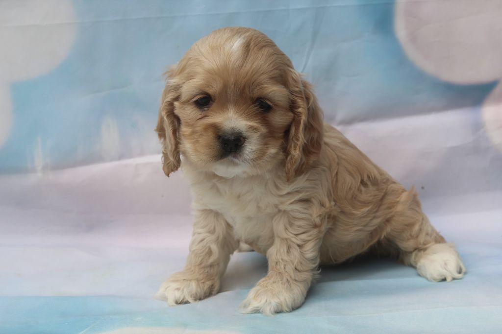 of caniland's dream - Chiots disponibles - American Cocker Spaniel