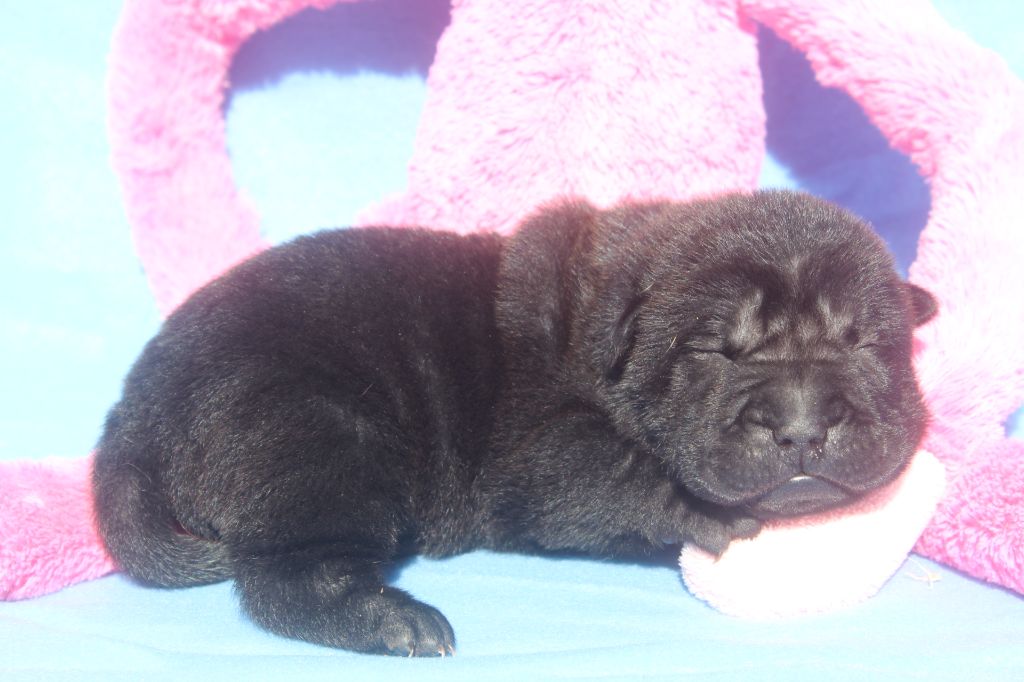 of caniland's dream - Chiots disponibles - Shar Pei