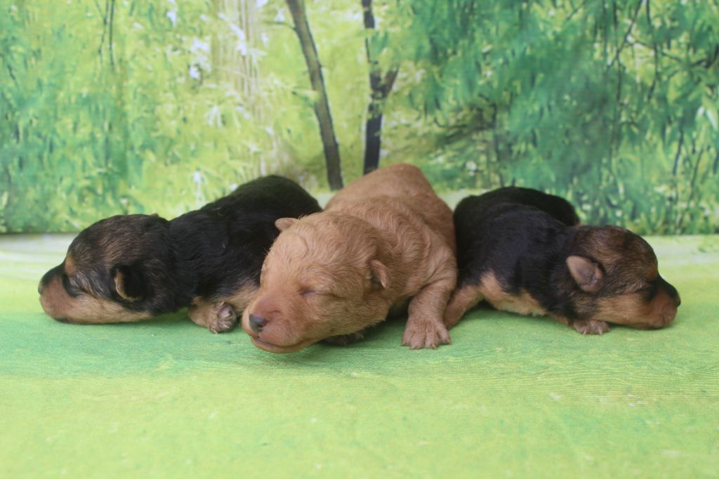 Chiot Lakeland Terrier of caniland's dream