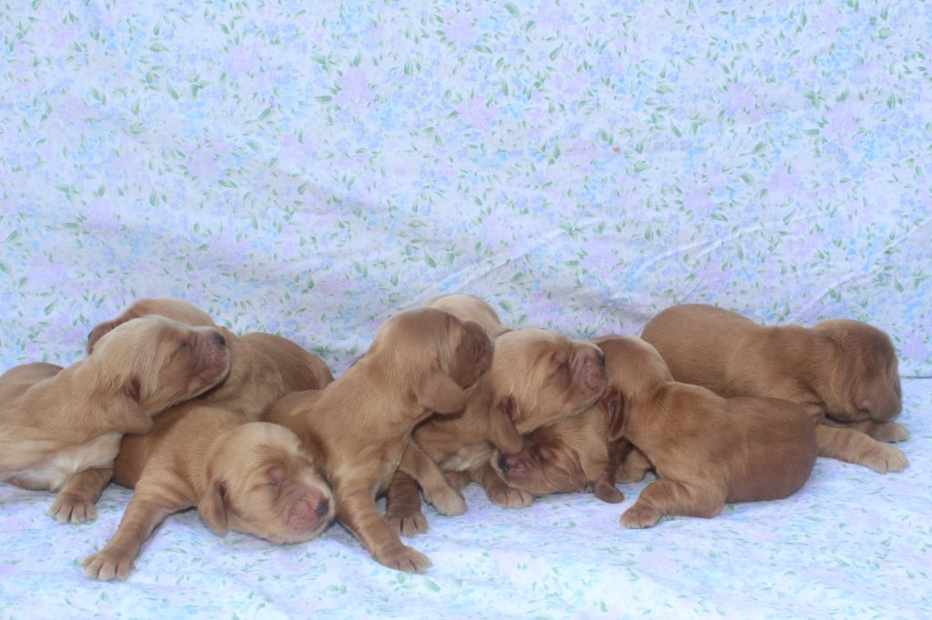 Chiot Cocker Spaniel Anglais of caniland's dream