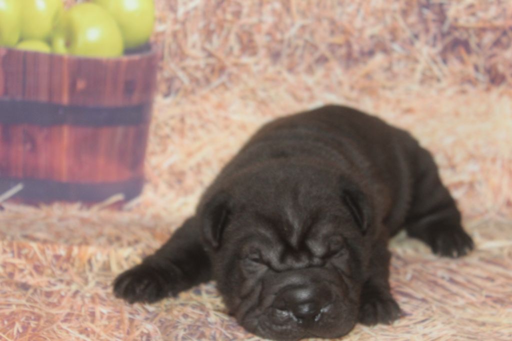 of caniland's dream - Chiots disponibles - Shar Pei