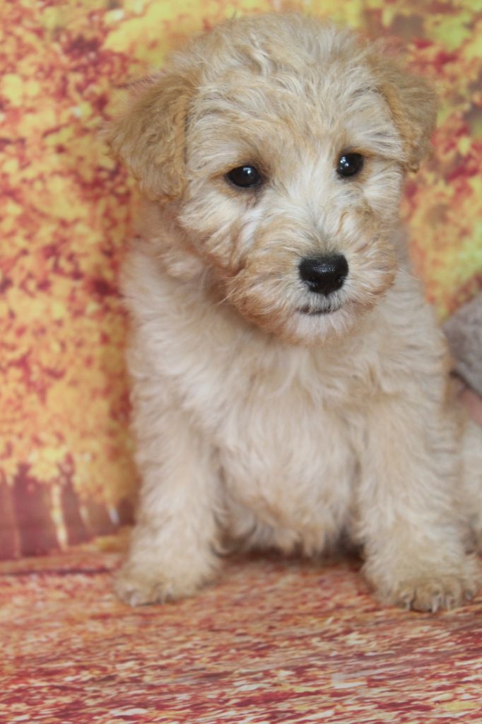 of caniland's dream - Chiots disponibles - Lakeland Terrier