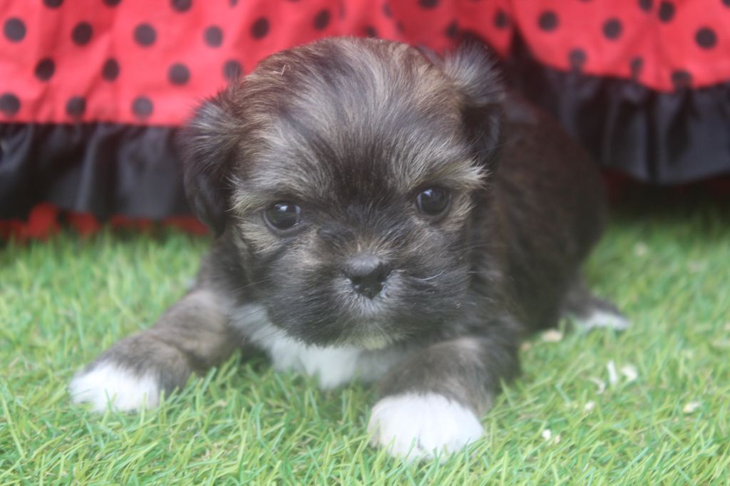 of caniland's dream - Chiots disponibles - Lhassa Apso