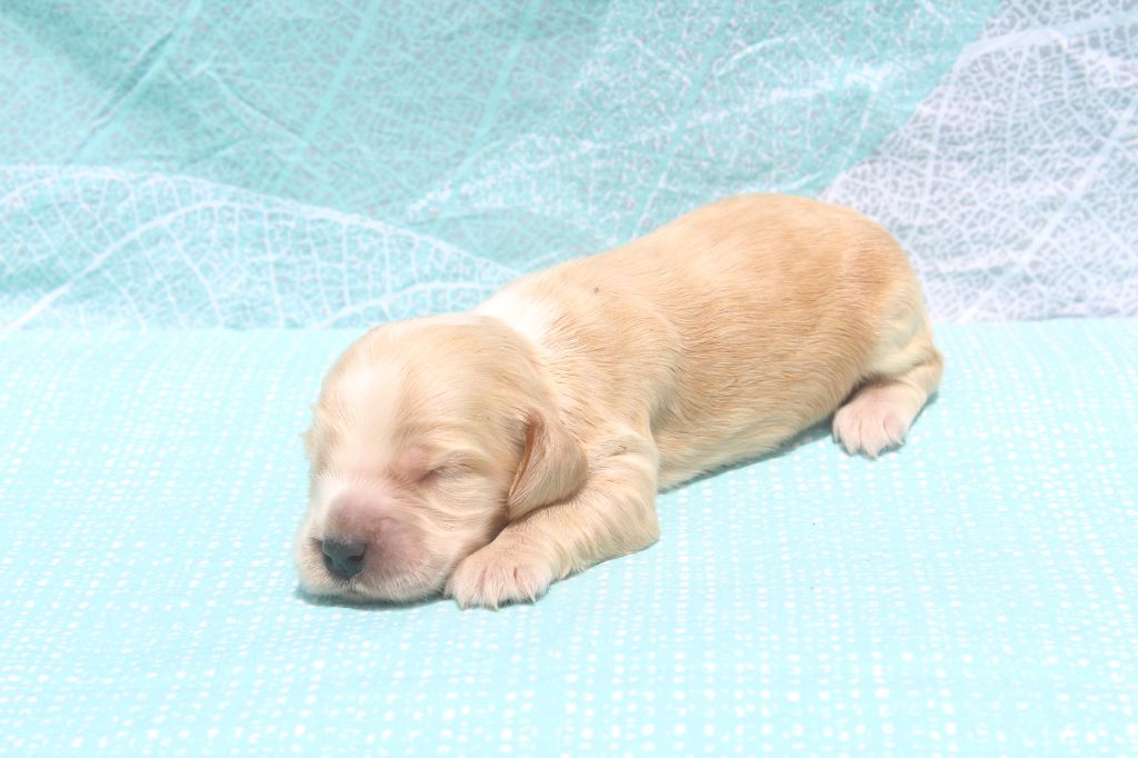 of caniland's dream - Chiots disponibles - Cocker Spaniel Anglais