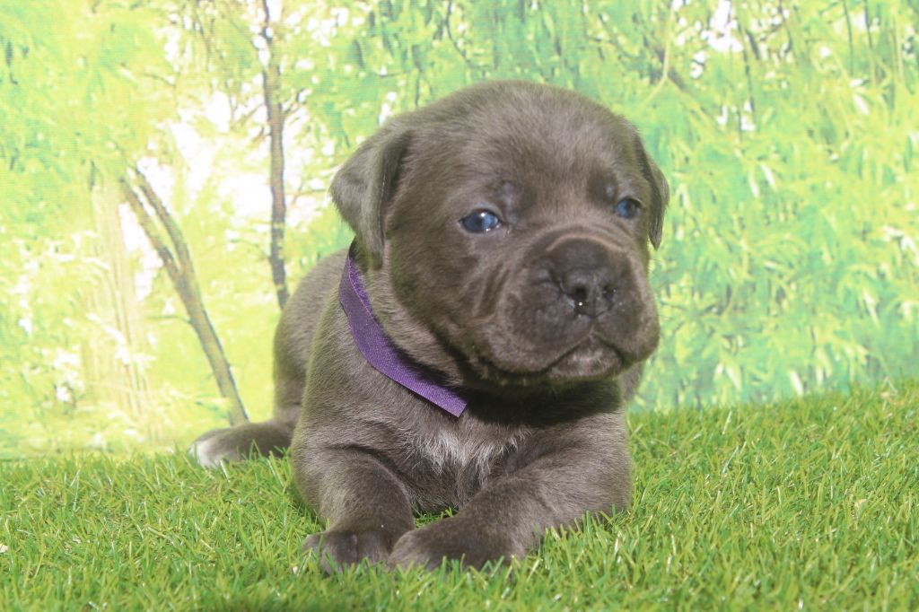 of caniland's dream - Chiots disponibles - Cane Corso