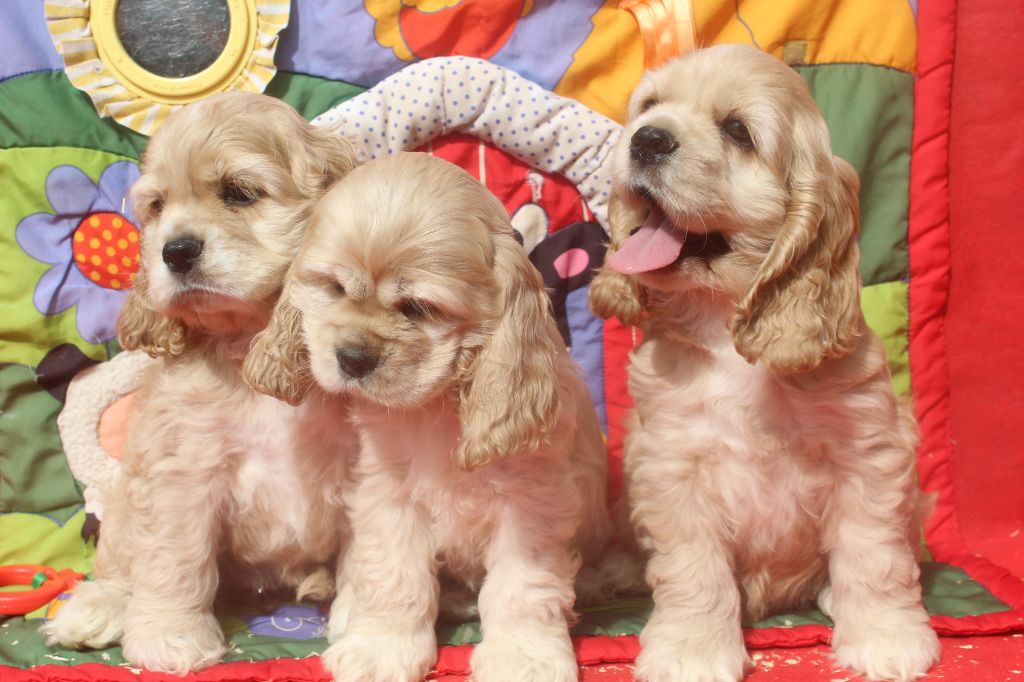 Chiot American Cocker Spaniel of caniland's dream