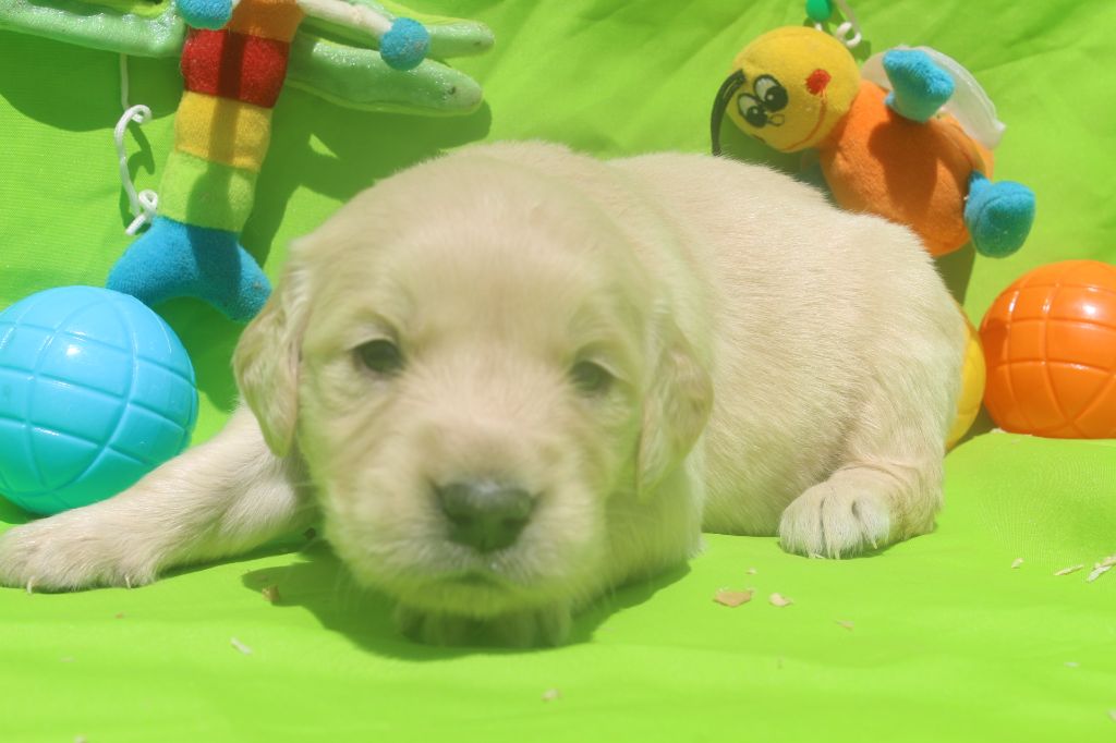 of caniland's dream - Chiots disponibles - Golden Retriever