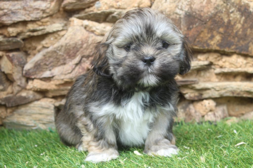 of caniland's dream - Chiots disponibles - Lhassa Apso