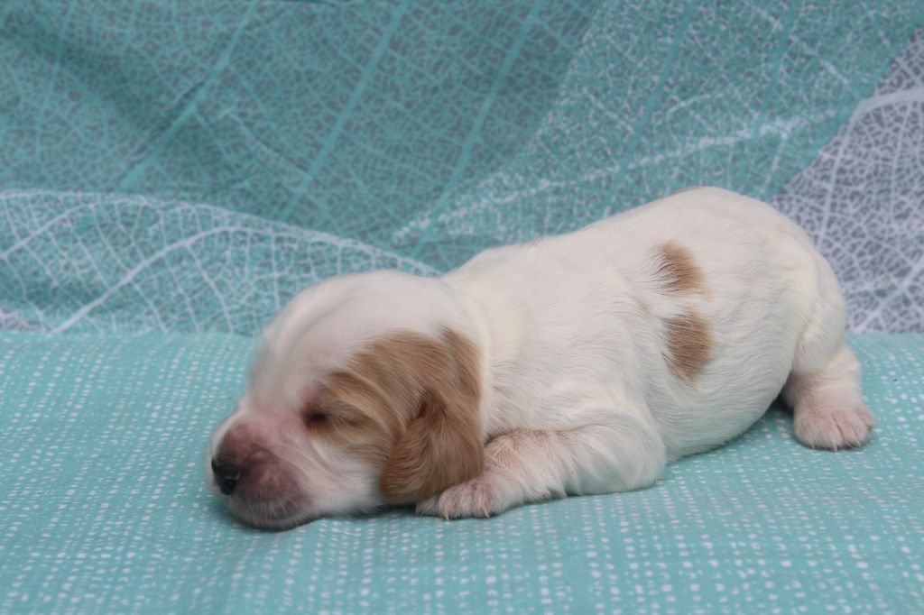 of caniland's dream - Chiots disponibles - Cocker Spaniel Anglais