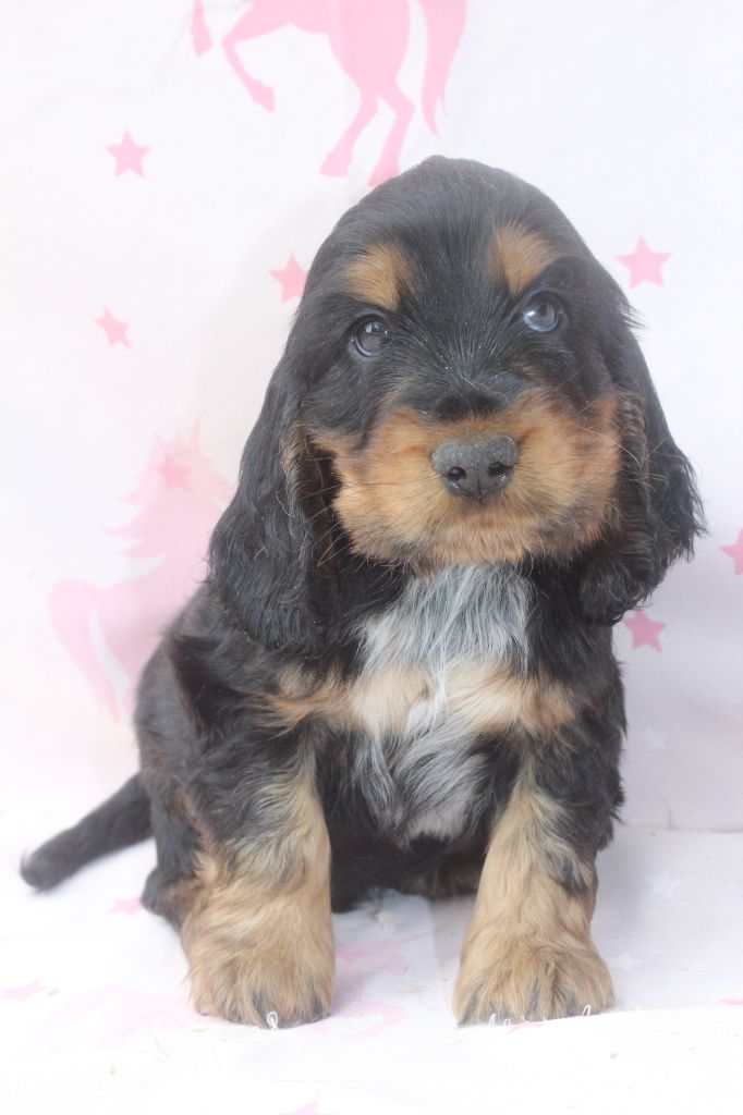of caniland's dream - Chiots disponibles - Cocker Spaniel Anglais