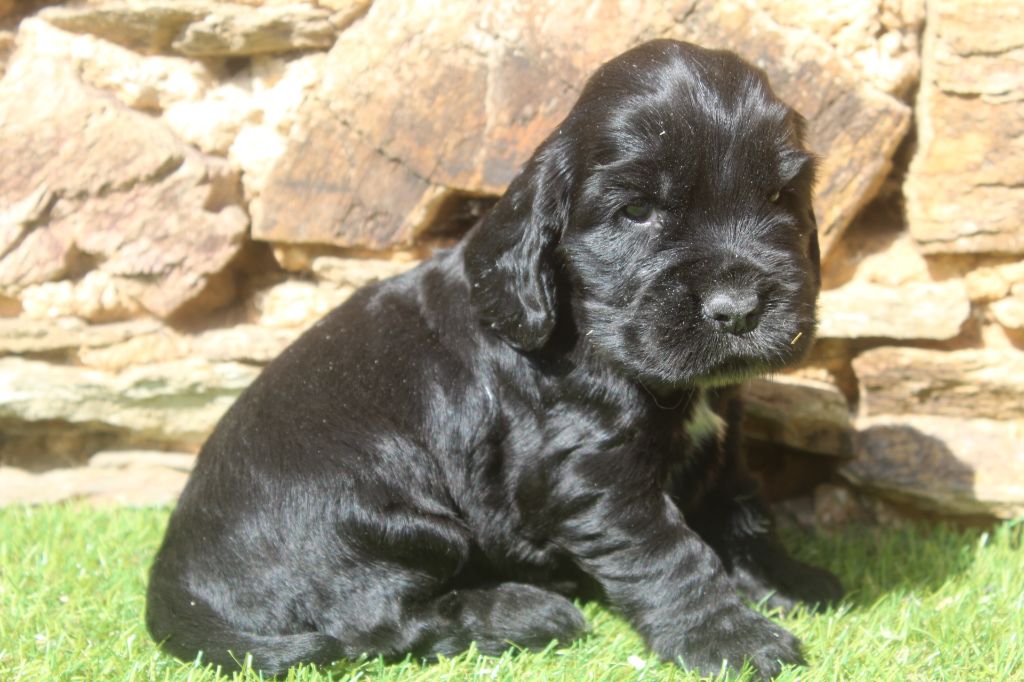 of caniland's dream - Chiots disponibles - Cocker Spaniel Anglais